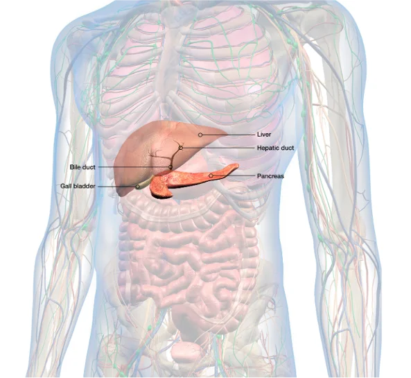 Illustration of liver, gallbladder, bile ducts, and pancreas with clear medical labels.