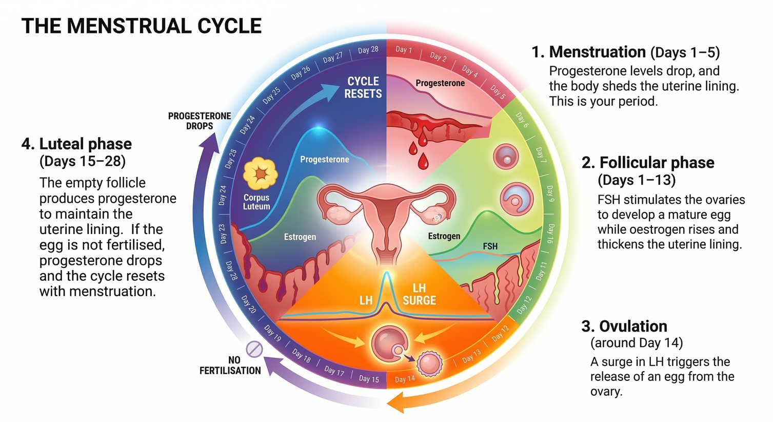 A circular infographic detailing the four phases of the menstrual cycle: Menstruation (Days 1–5), Follicular phase (Days 1–13), Ovulation (around Day 14), and Luteal phase (Days 15–28), including the associated hormonal changes for each stage.
